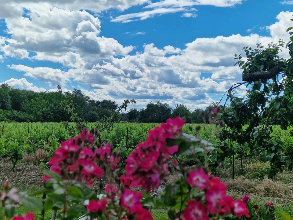 Natural landscape, Garden view