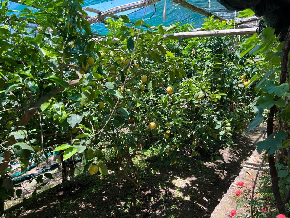 Garden, Garden, Garden view