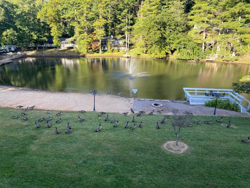 Lake view