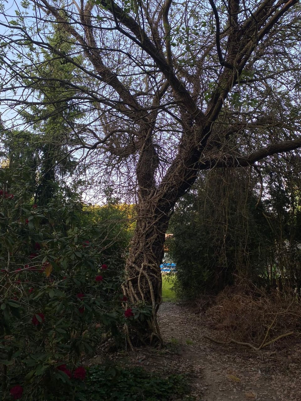 Natural landscape, Garden, Garden view