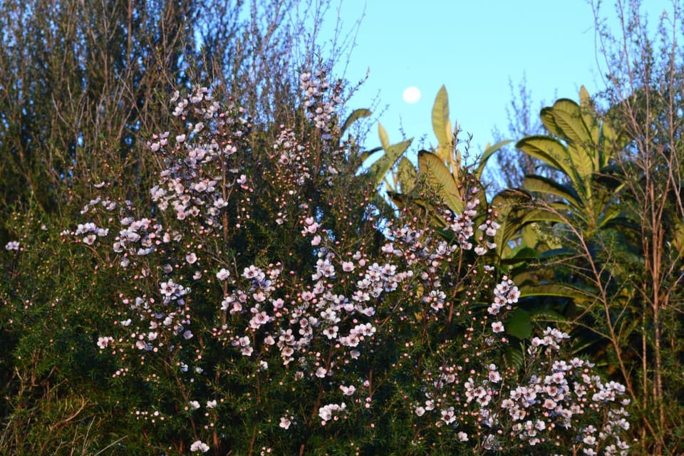 Garden, Garden