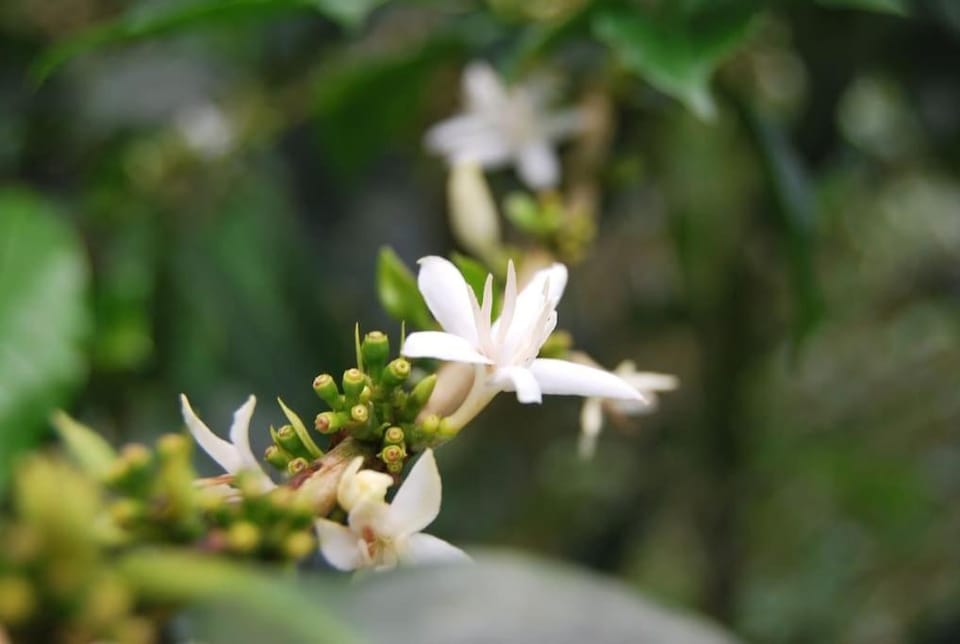 Spring, Garden