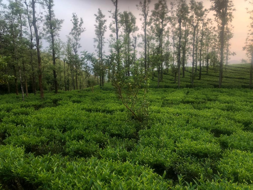The Forest Resort - Muneeswaramudi Eco Hermitage and Farms Farm Stay in Kerala
