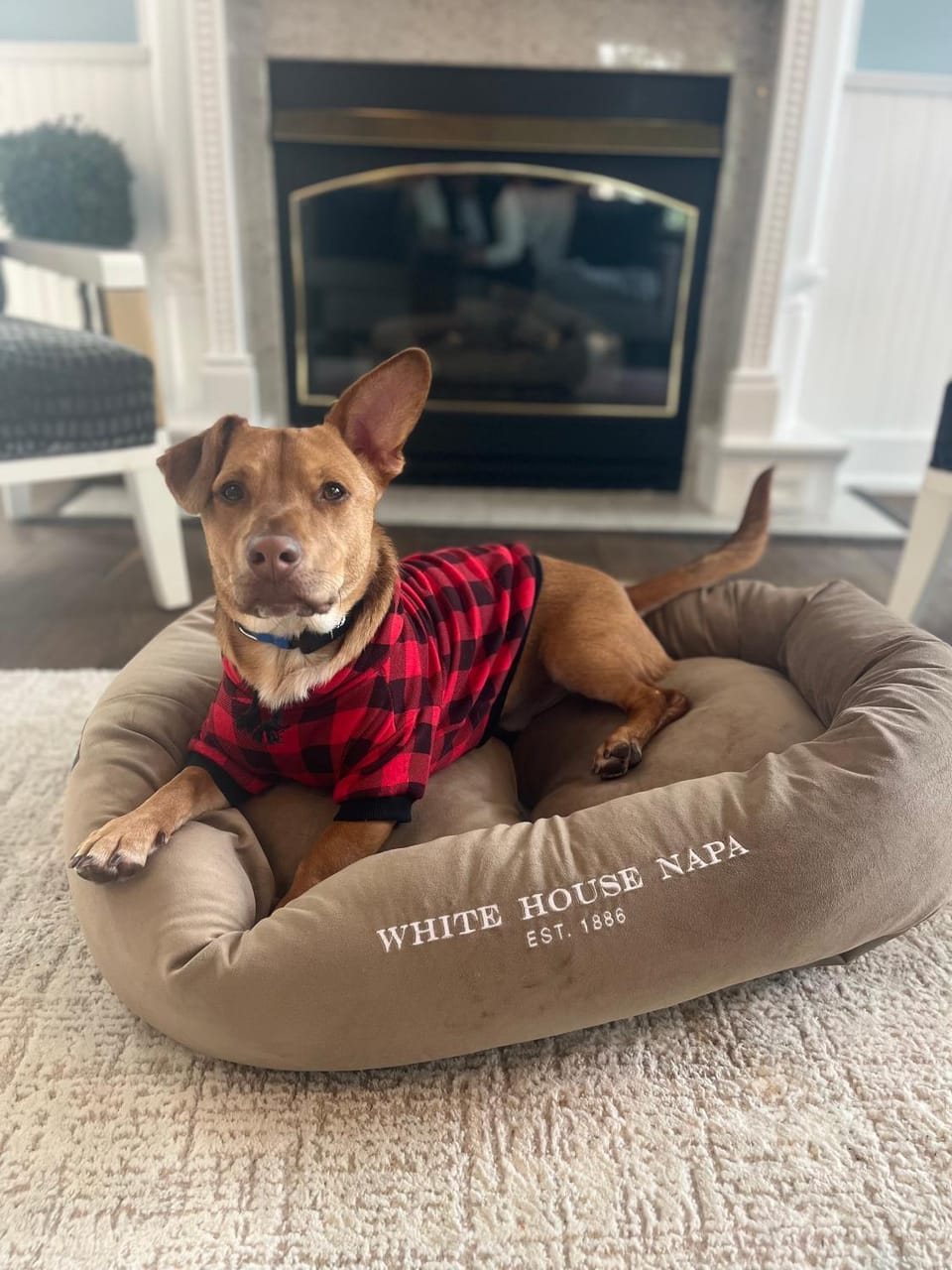 Pets, pet friendly