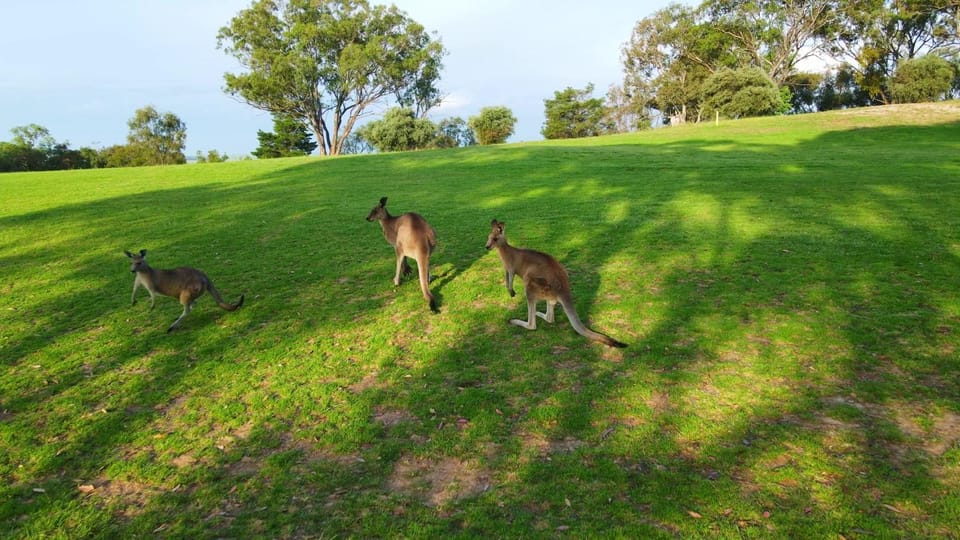 Animals