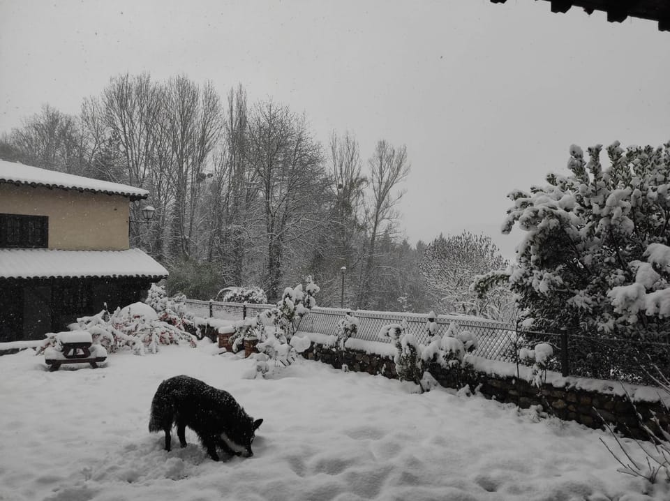Winter, Pets, Landmark view, Mountain view, Inner courtyard view