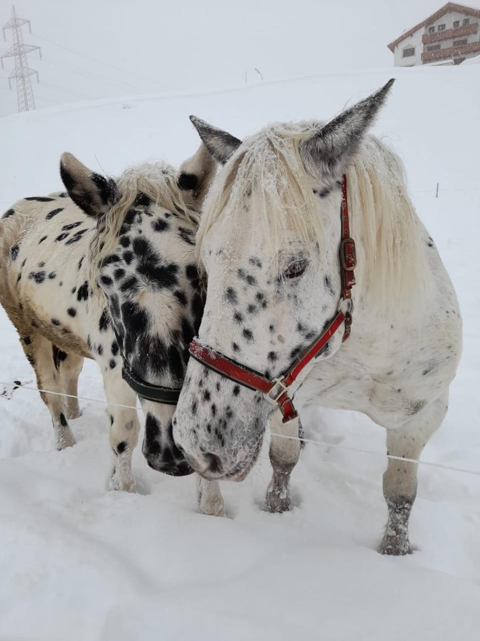 Animals