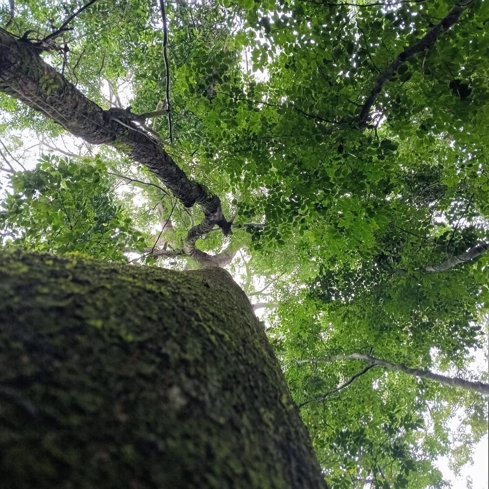La Nolina Nature lodge in Misiones Province, Argentina