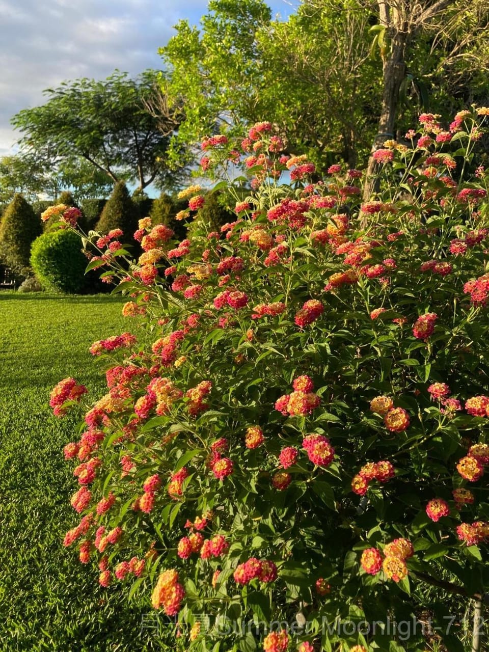 Garden, Garden, Garden view, Garden view