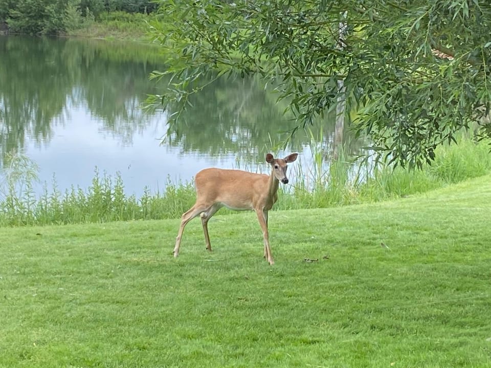 Natural landscape, Animals, Lake view