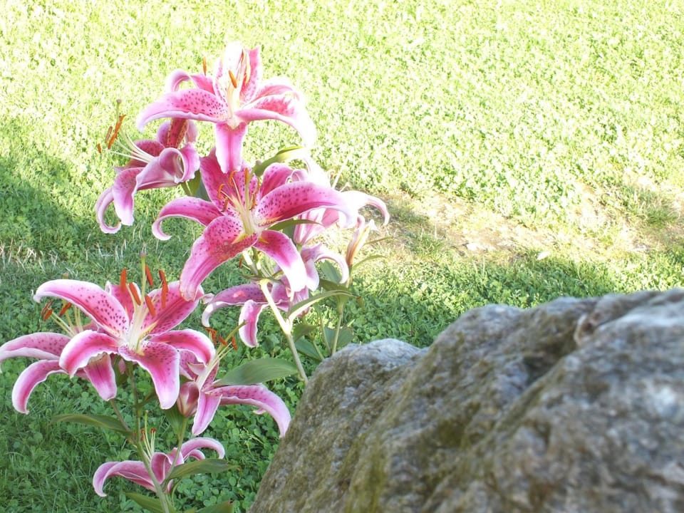 Day, Natural landscape, Garden, On site, Swimming pool, Swimming pool