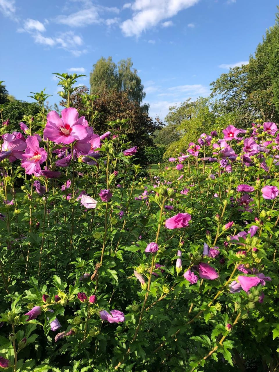 Spring, Day, Garden, Garden view