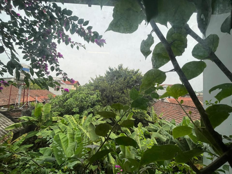 Day, Natural landscape, Garden, Garden view, Quiet street view