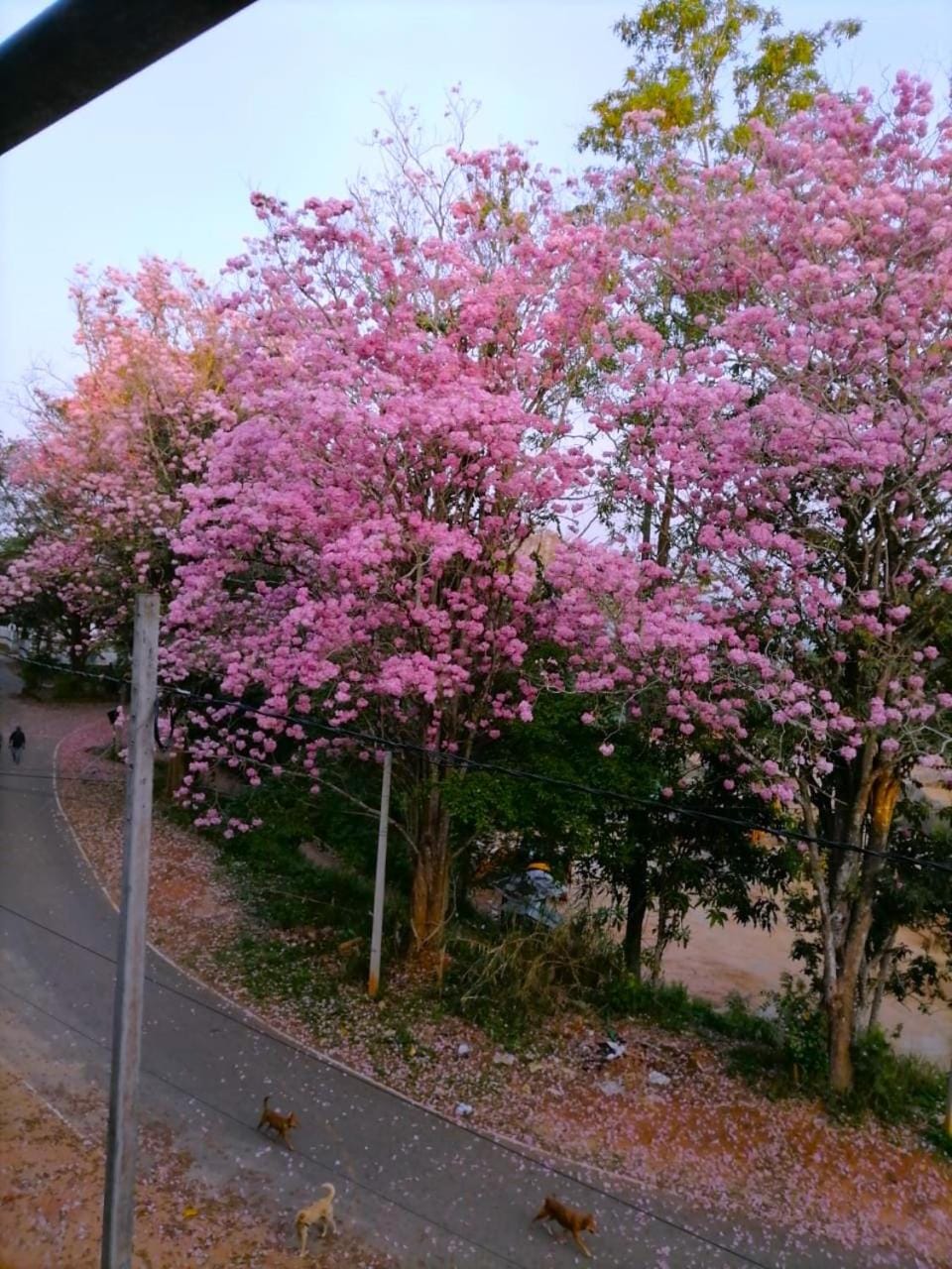 Natural landscape