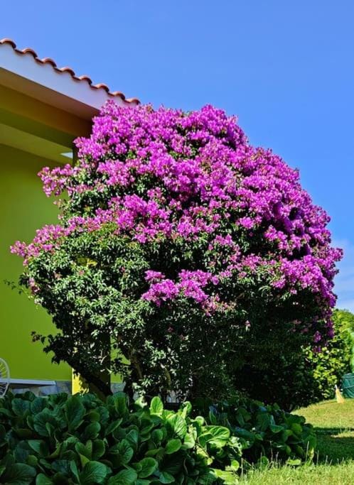 Spring, Garden, Garden view