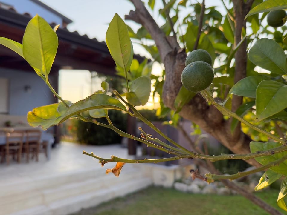Garden view