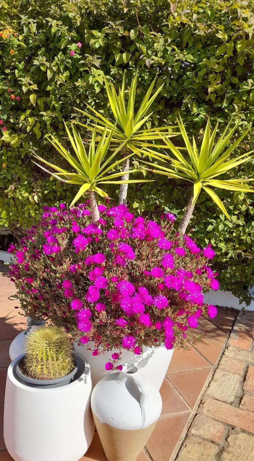 Garden, Garden view