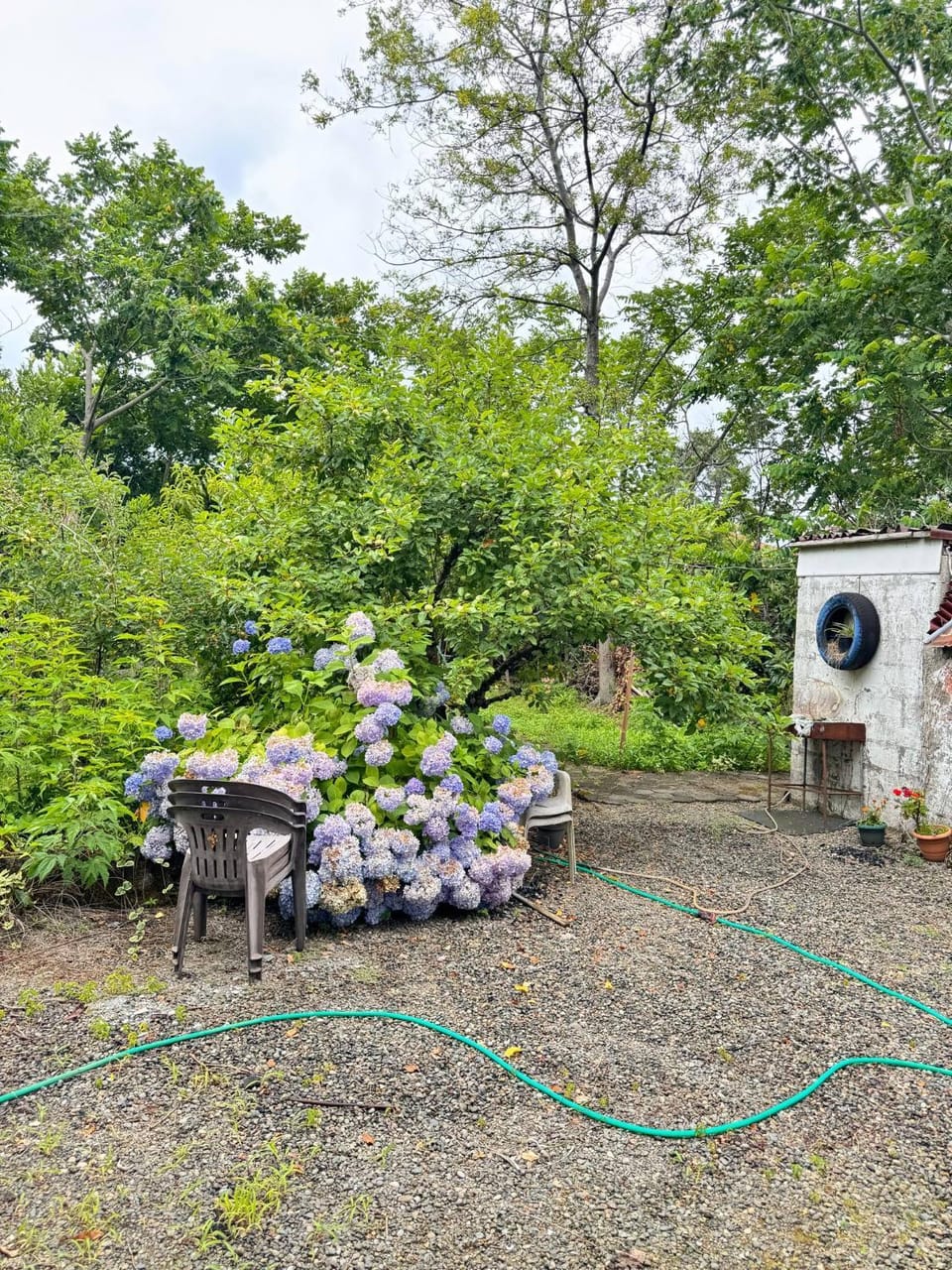 Day, Garden, Garden view