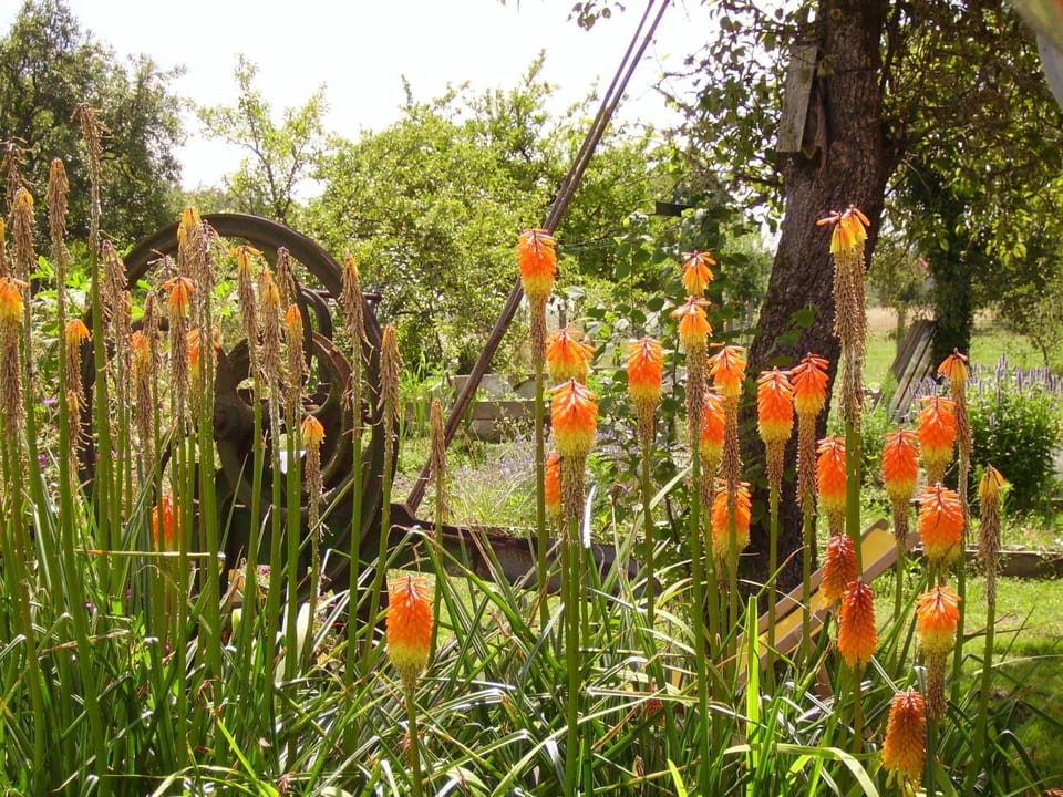 Natural landscape, Garden