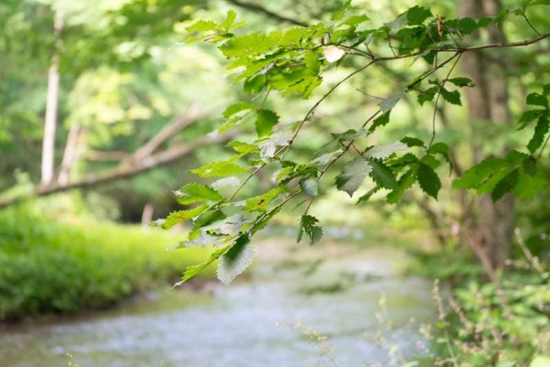Natural landscape