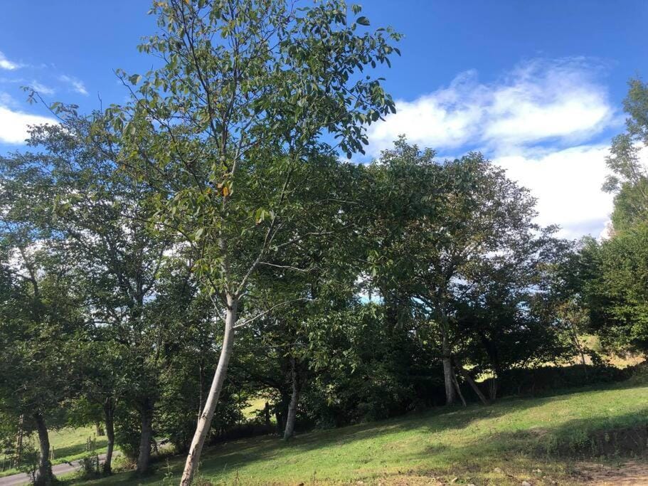 Gite "La Vigne" au cœur du Livradois Forez House in Auvergne-Rhône-Alpes