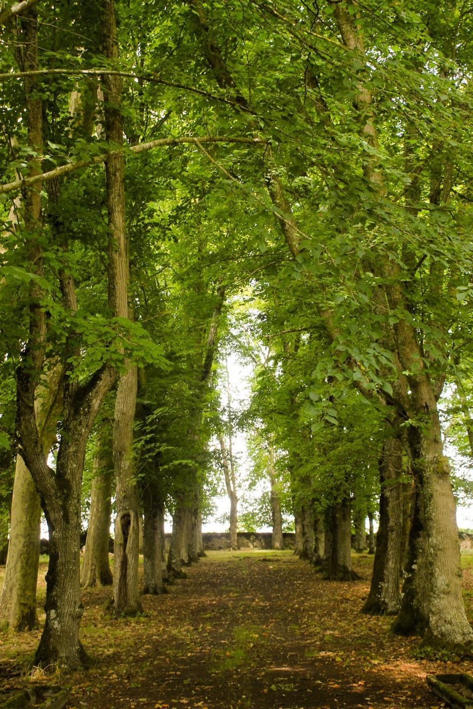 Spring, Day, Natural landscape, Garden