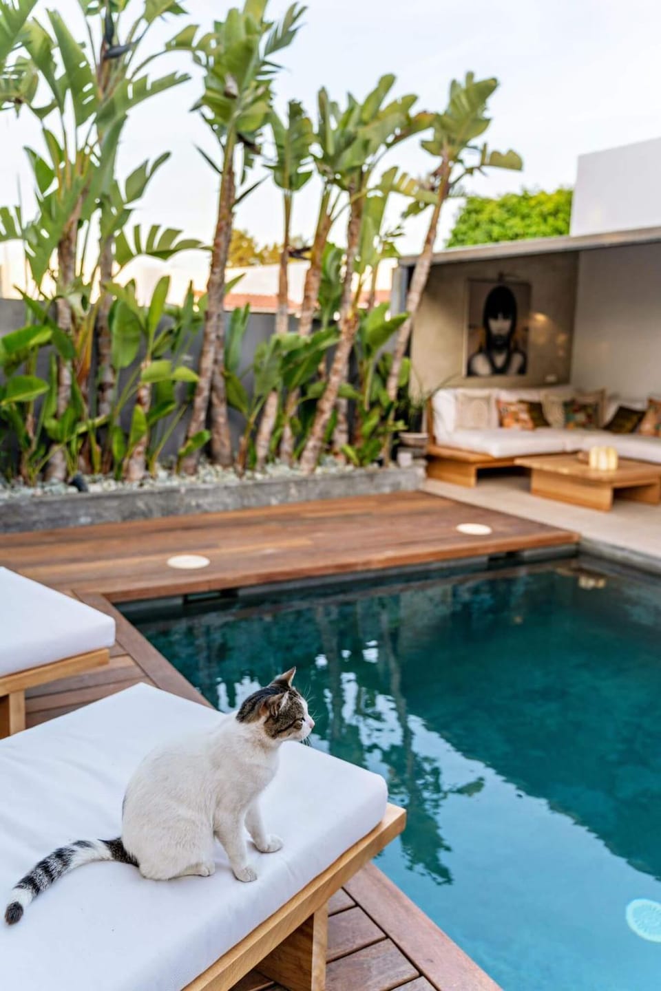 Swimming pool, sunbed