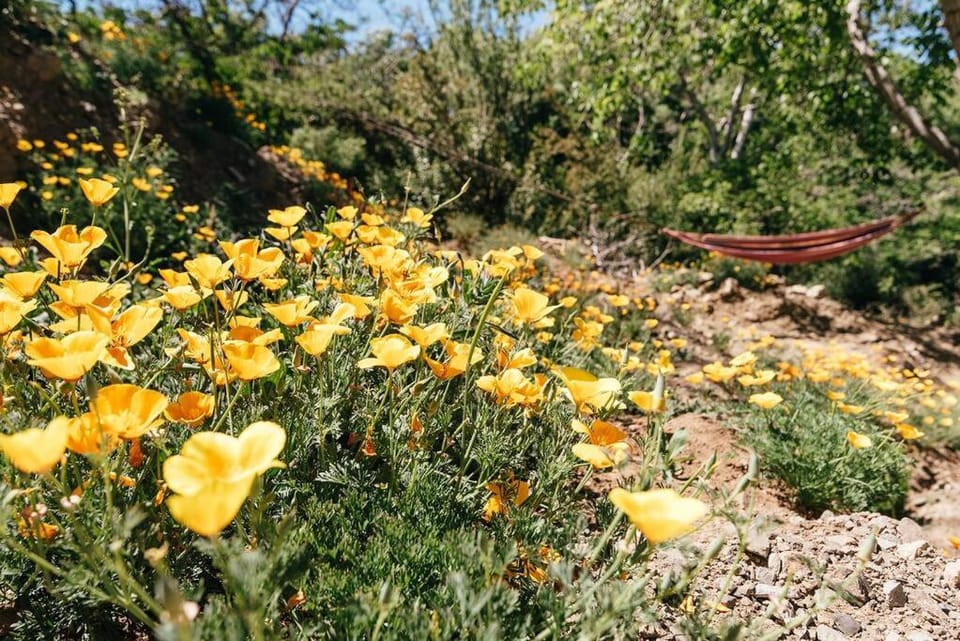 Spring, Garden