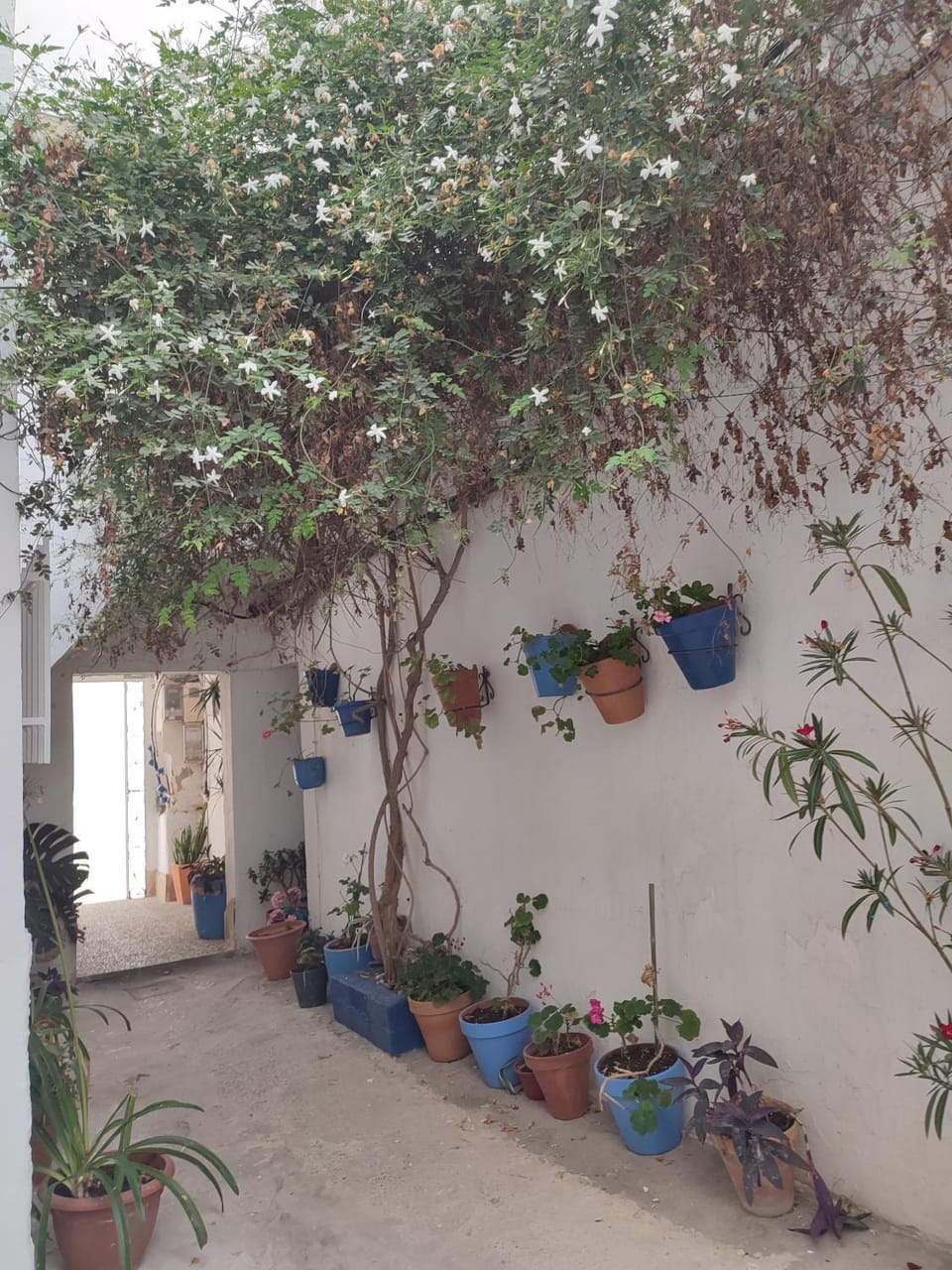 Estudio recién reformado en patio andaluz Apartment in Conil de la Frontera