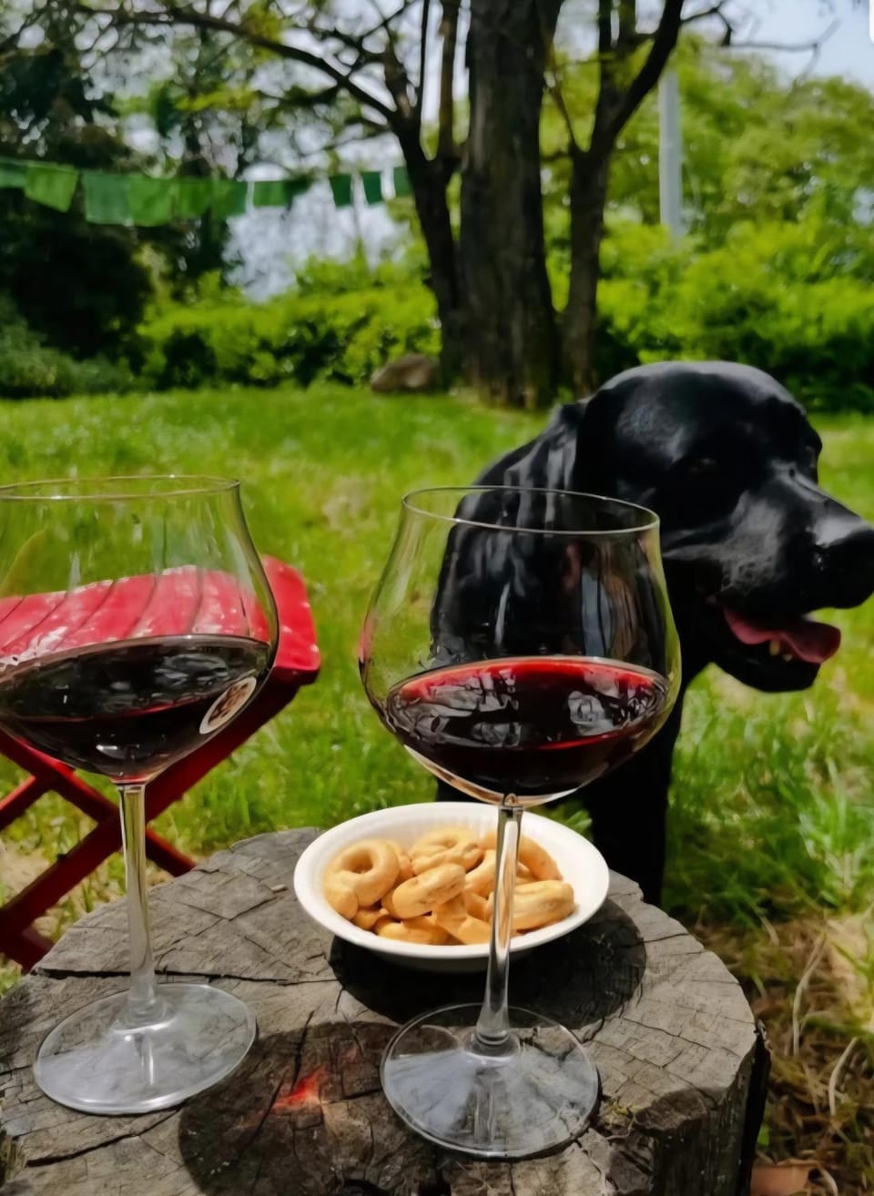 Garden, Pets, Garden view, Drinks