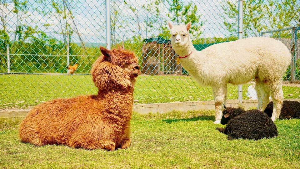Pets