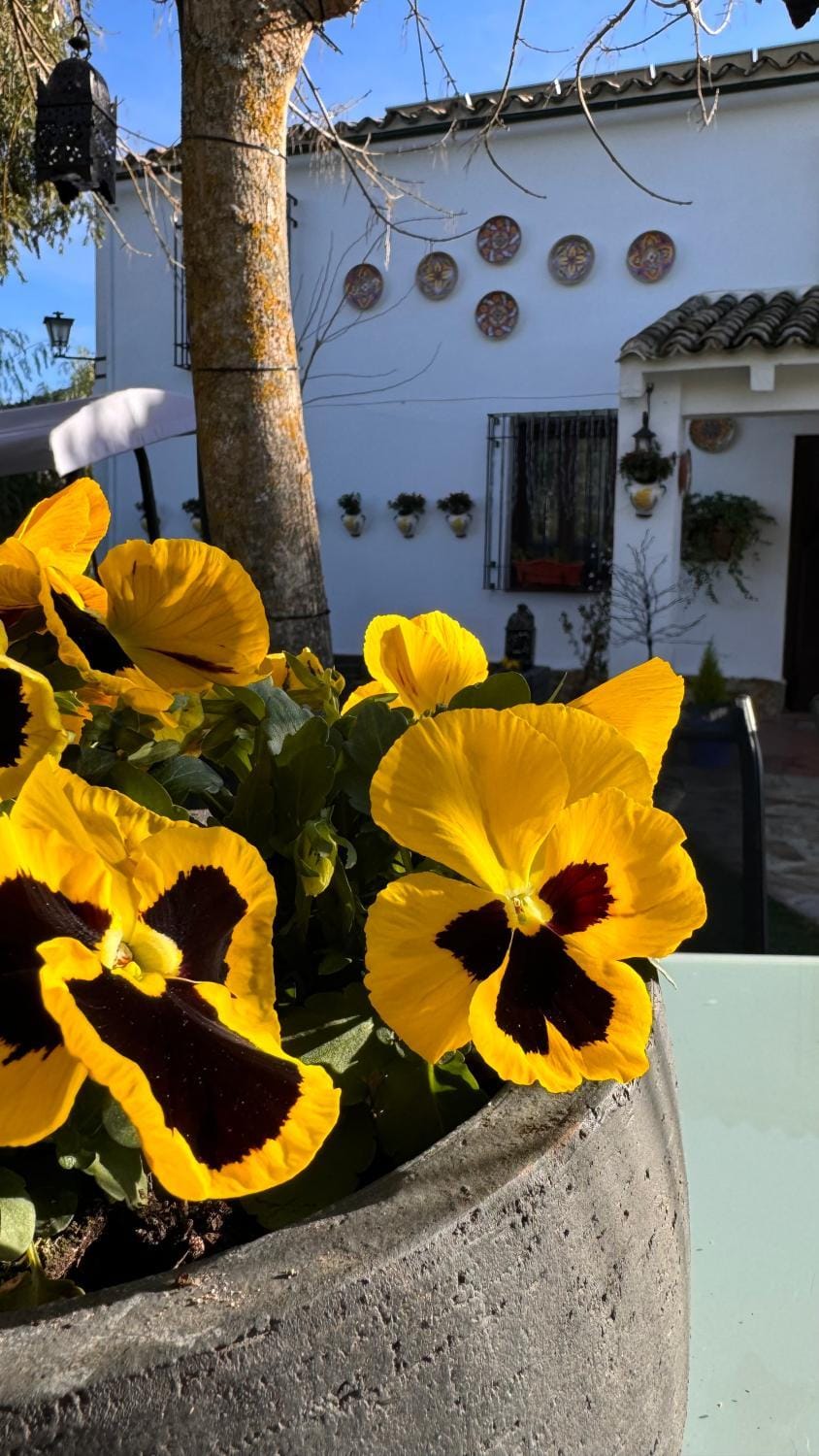 Property building, Day, Garden view