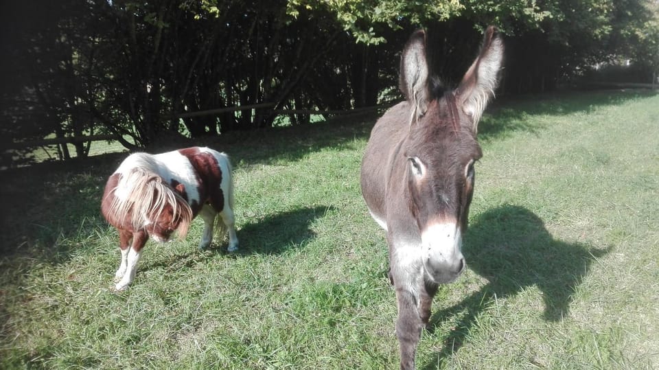 Animals