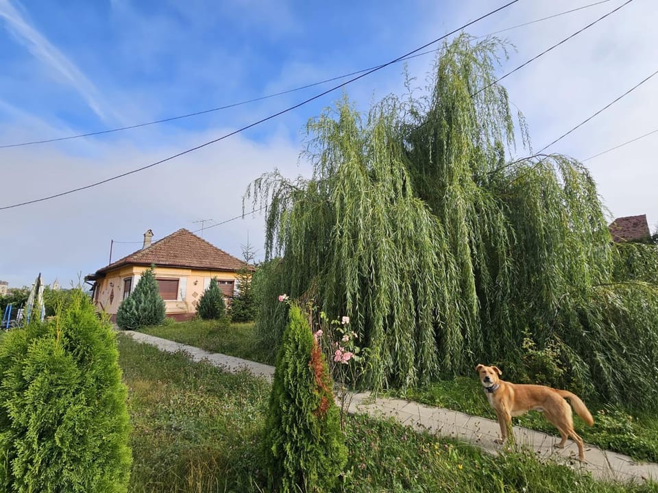 Casuta cu View House in Romania