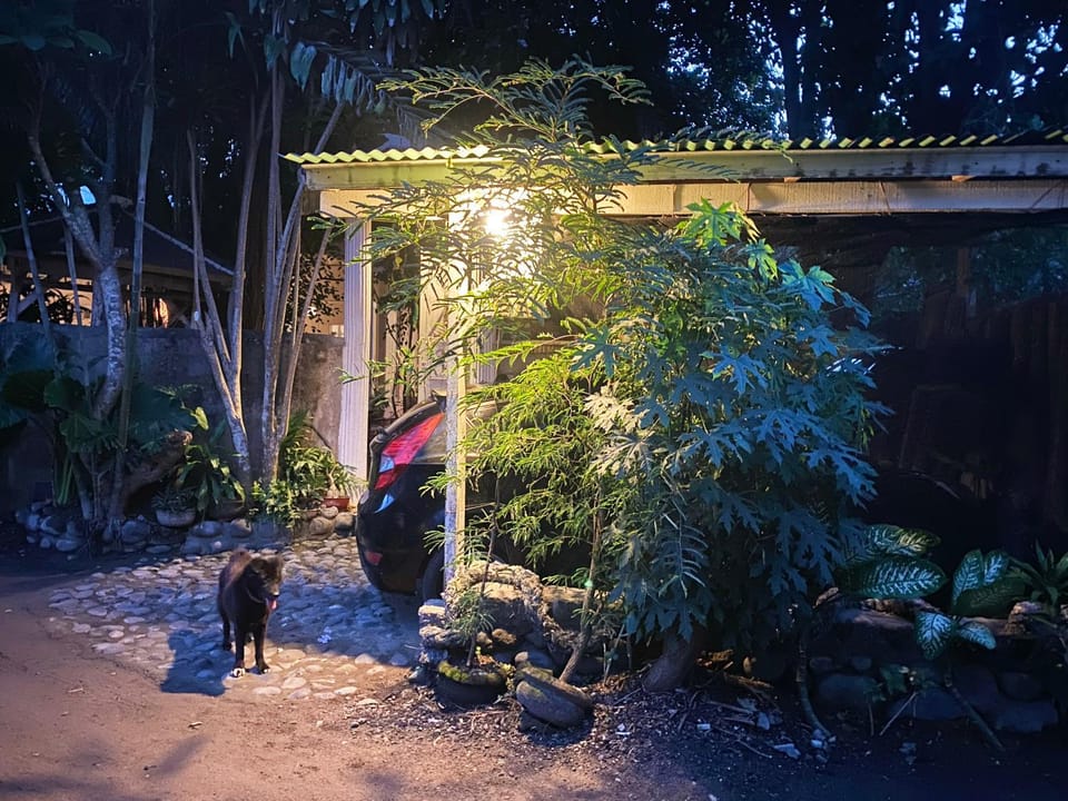Facade/entrance, Night, Pets, Garden view