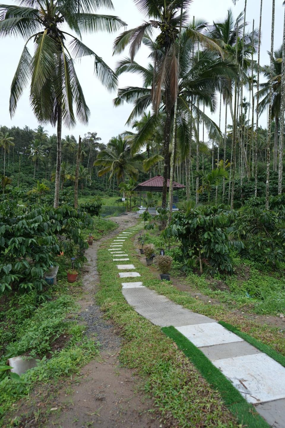 Wayanad Palm Grove Retreat G Floor Apartment in Kerala