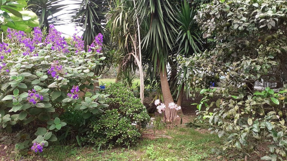 Spring, Natural landscape, Garden, Garden view