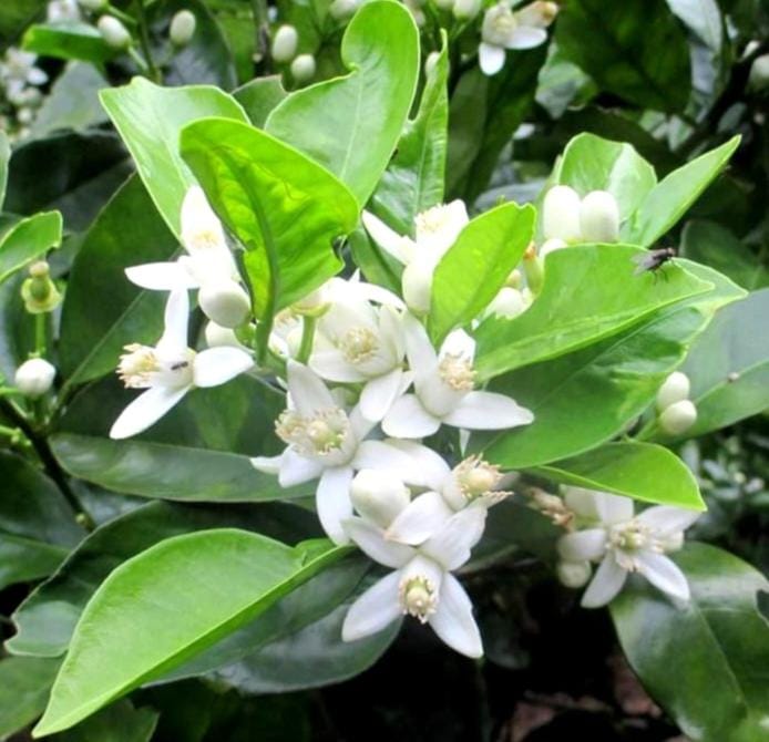 Spring, Garden