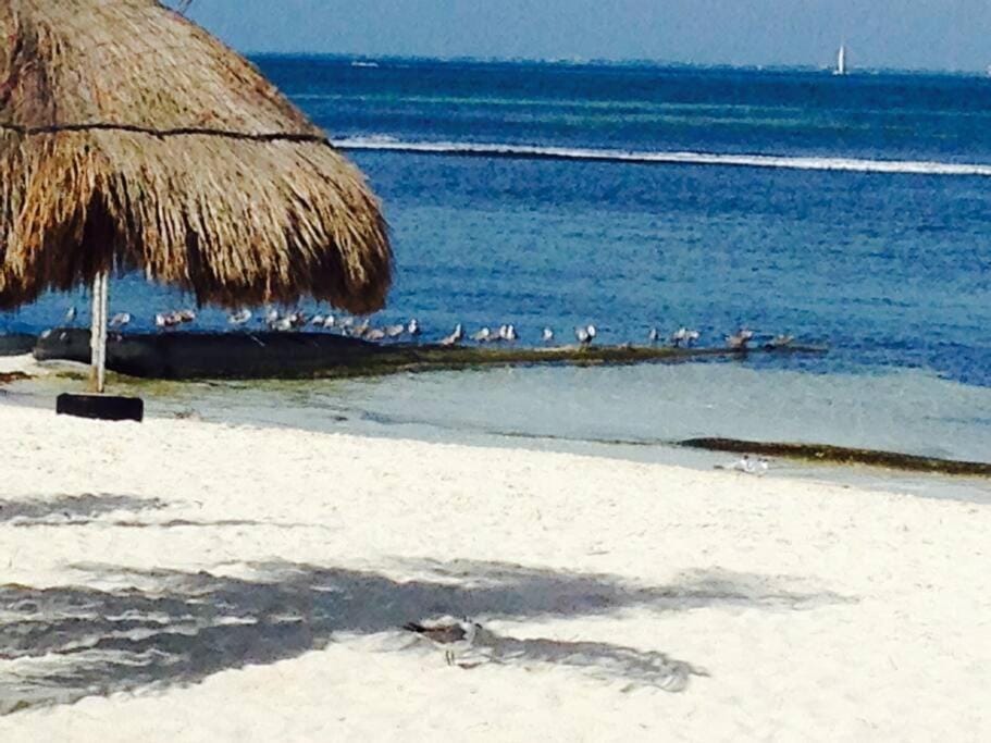 Amazing ocean front. 418 Apartment in Cancun