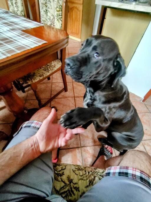Pets