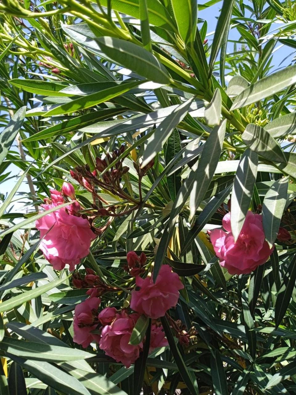 Spring, Day, Garden, Garden view, Location