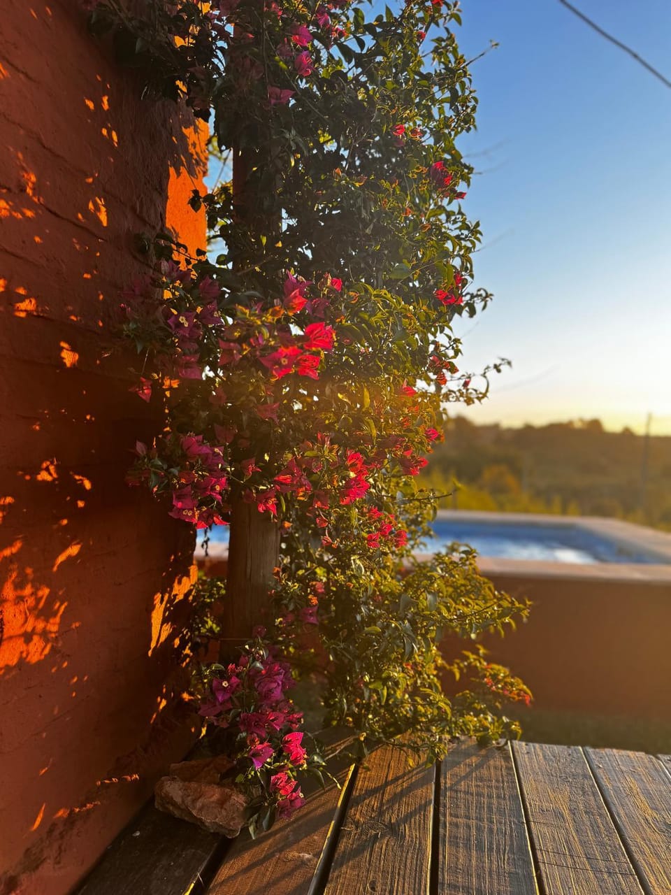 Day, Garden, Garden view, Pool view, Swimming pool