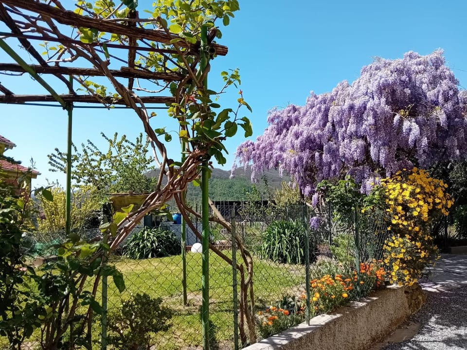 Spring, Day, Garden, Garden view