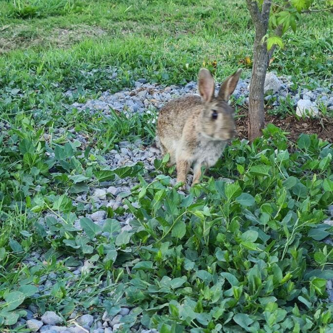 Spring, Animals, Garden view