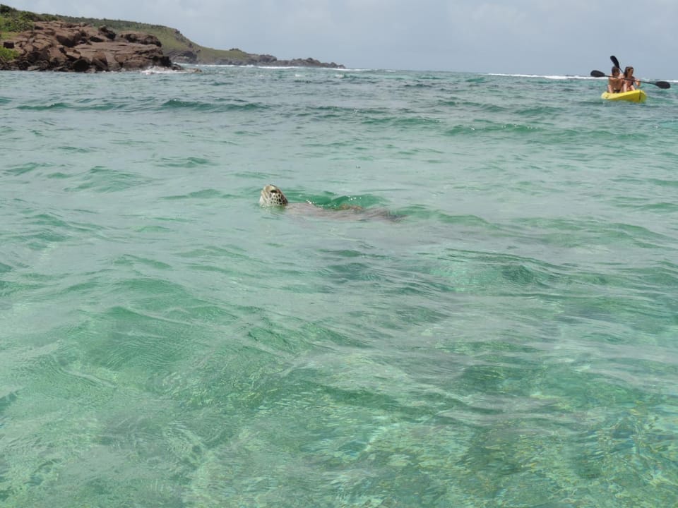 Snorkeling