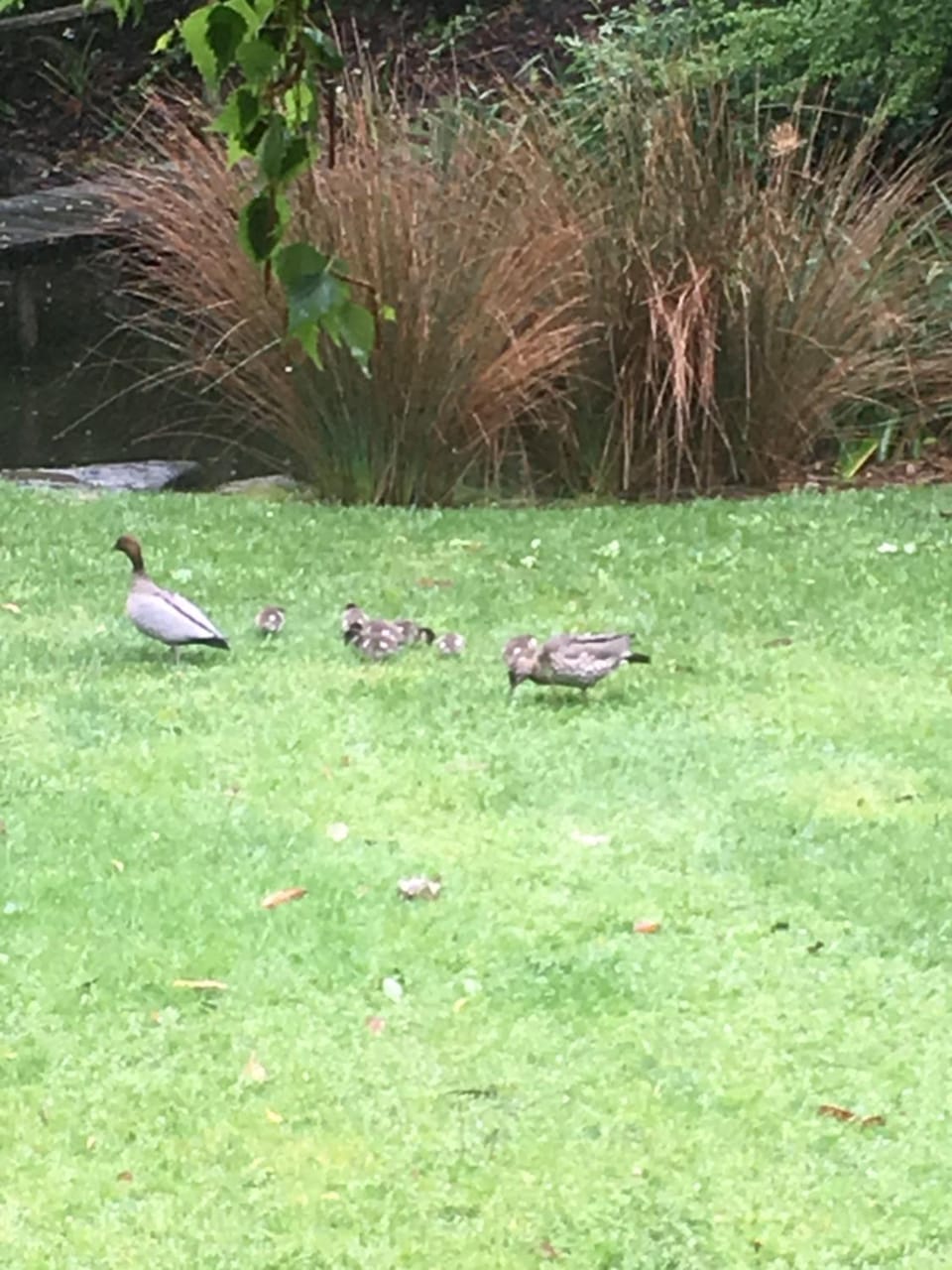 Garden, Animals