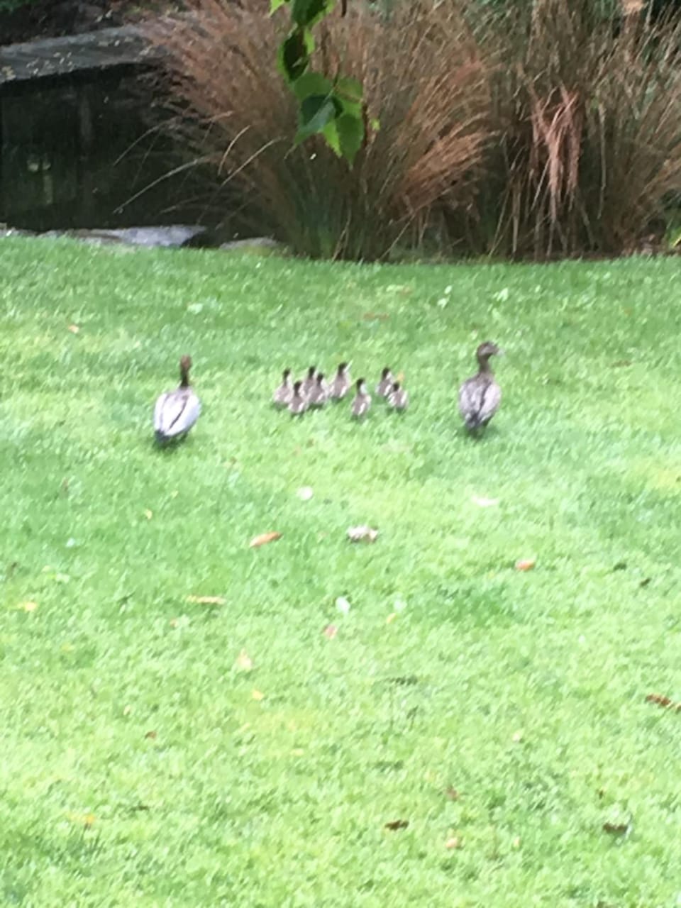 Garden, Animals