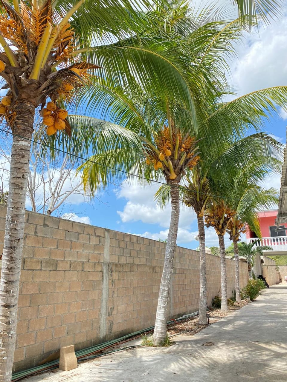 Casa Lol-cab Hostal Inn in State of Quintana Roo