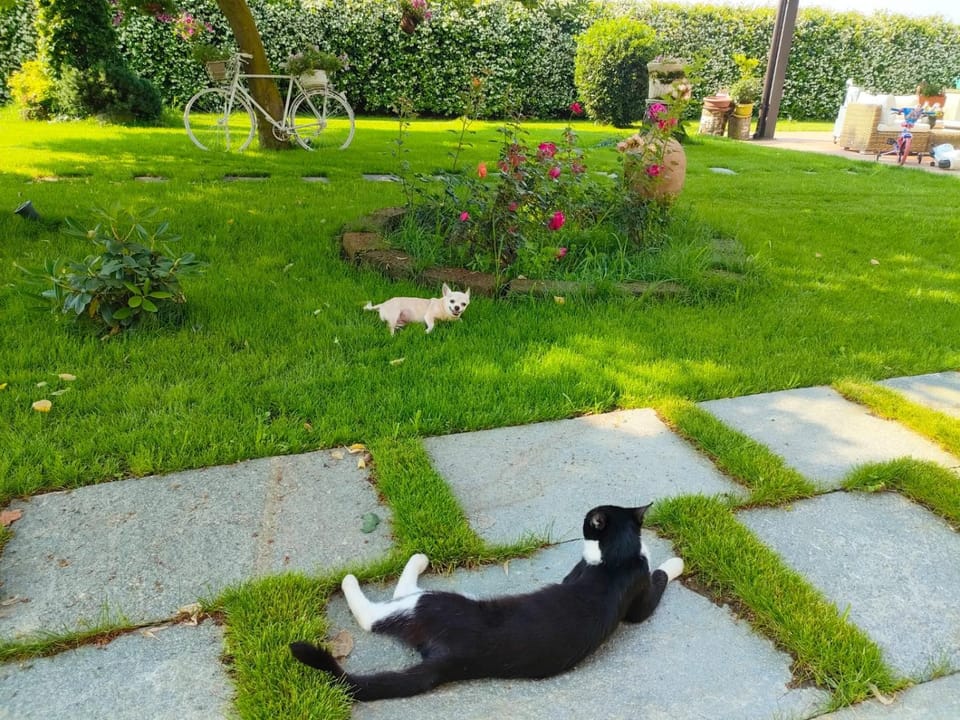Garden, Garden view