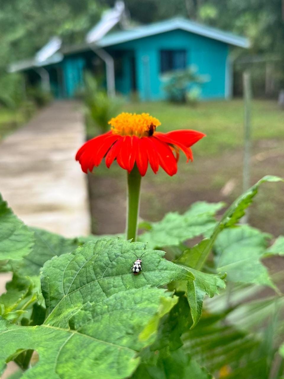 Spring, Garden, Garden view